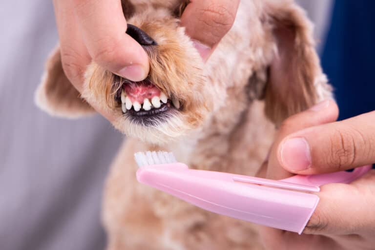 5 Simple Ways To Clean a Poodle’s Teeth A Helpful Guide Poodle Report