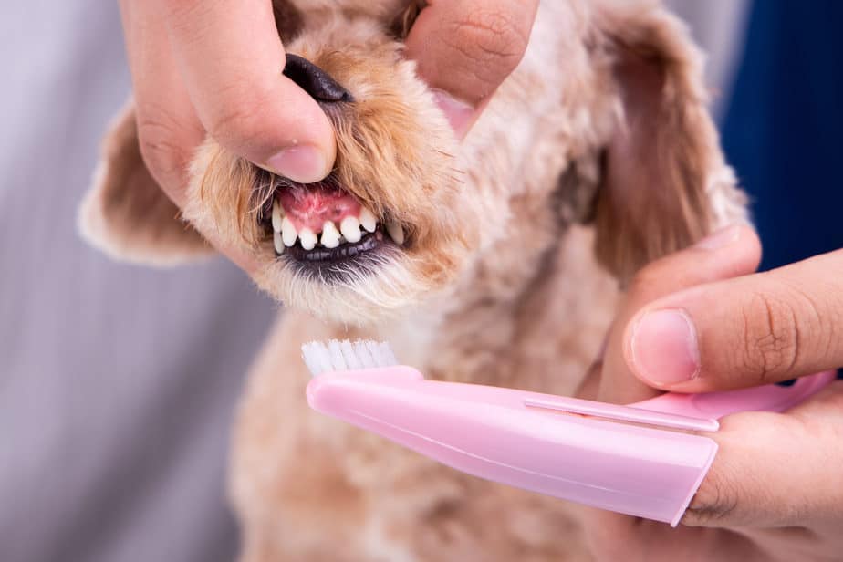 5 Simple Ways To Clean a Poodle’s Teeth A Helpful Guide Poodle Report