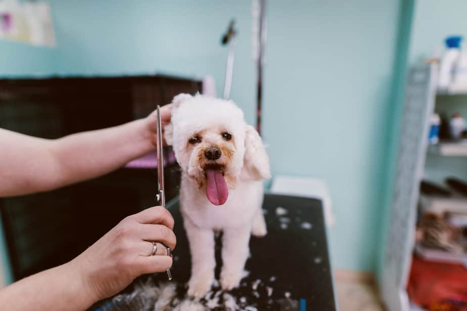 12 Grooming Tips for Poodle Mixes to Maintain Health and ... - DoodlPoos