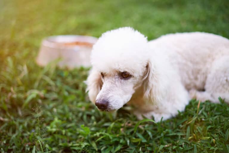 Why Poodles Eat Grass (And What to Do About It) Poodle Report