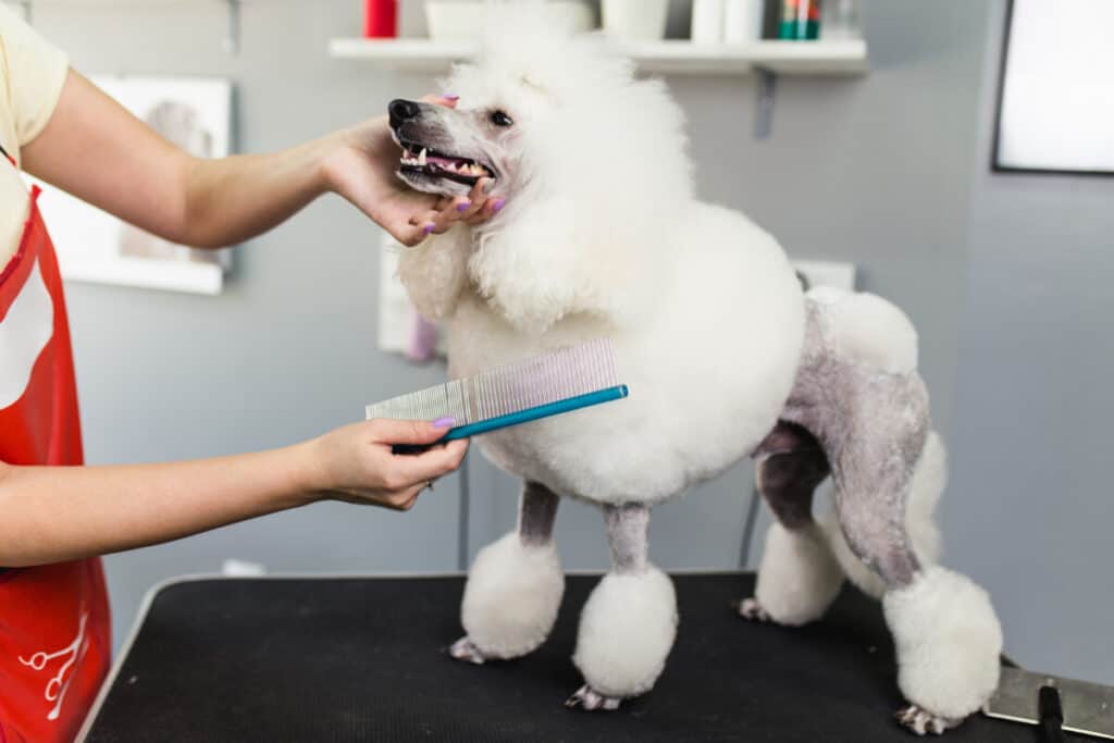 why do poodles have weird haircuts