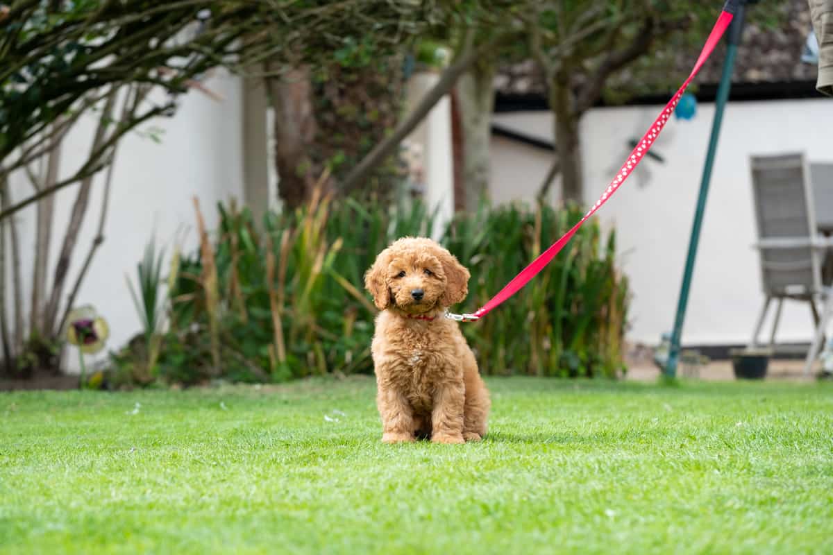 potty-training-a-poodle-puppy-a-helpful-guide-with-videos-poodle-report