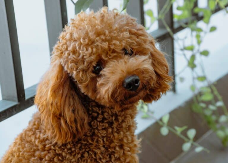 How Smart Are Poodles? A Full Guide To Poodle Intelligence