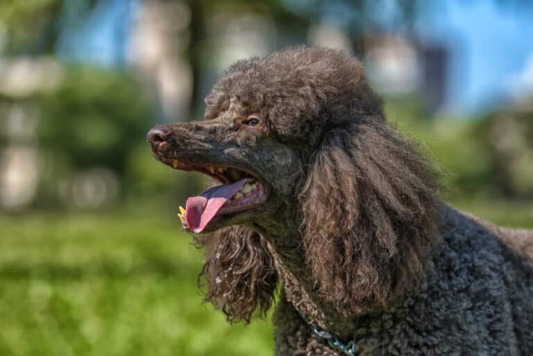 Poodle Coats Colors, Hair Types, and Care (With Pictures) Poodle Report