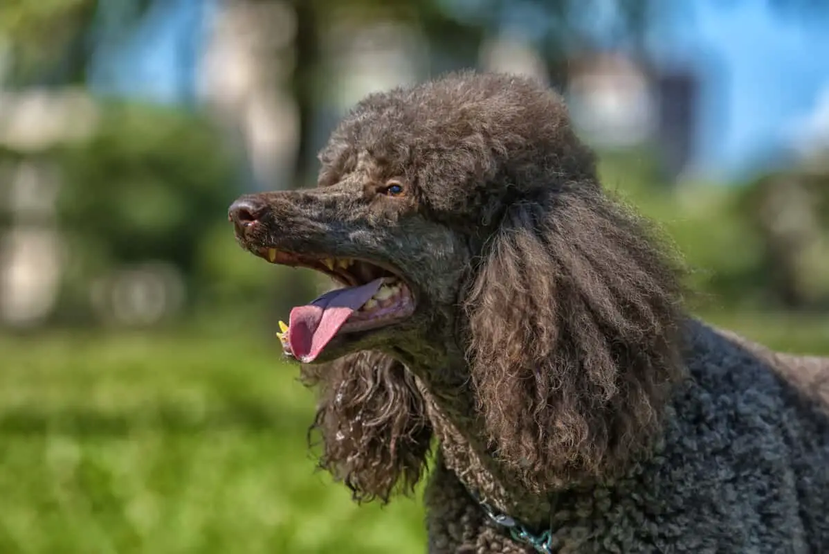 Poodle Coats Colors, Hair Types, and Care (With Pictures) Poodle Report