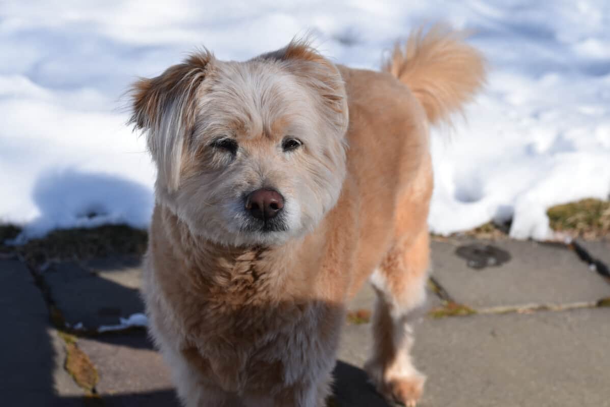 The 50 Best Poodle Mix Types A Picture Guide Poodle Report