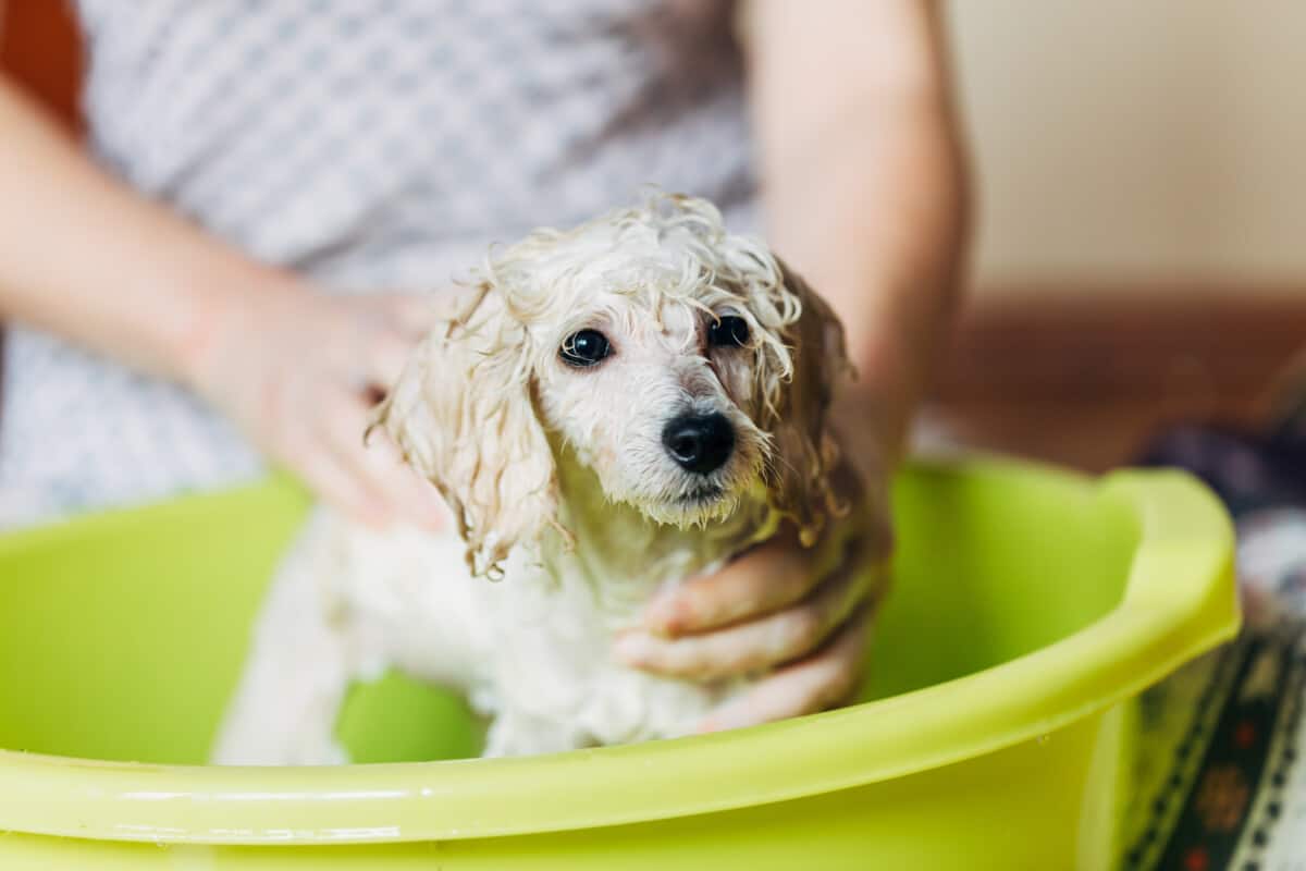 How to Give Your Poodle a Bath A Step by Step Guide Poodle Report