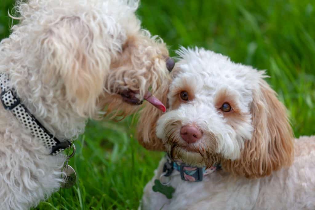 poodle ou cockapoo