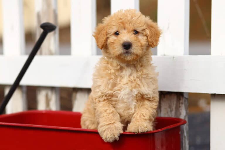 The 50 Best Poodle Mix Types: A Picture Guide – Poodle Report