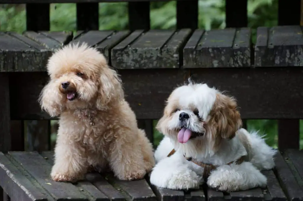 are poodles compatible with shih tzus