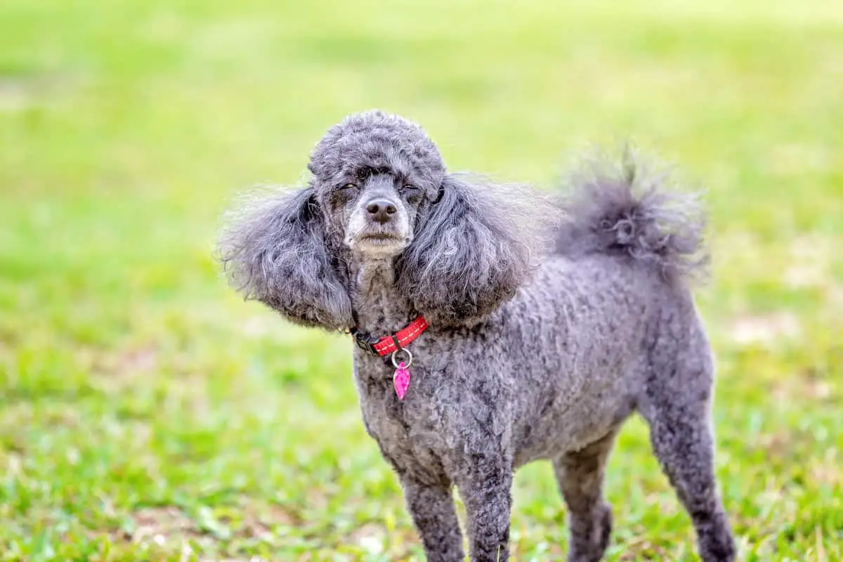 Poodle Coats Colors, Hair Types, and Care (With Pictures) Poodle Report