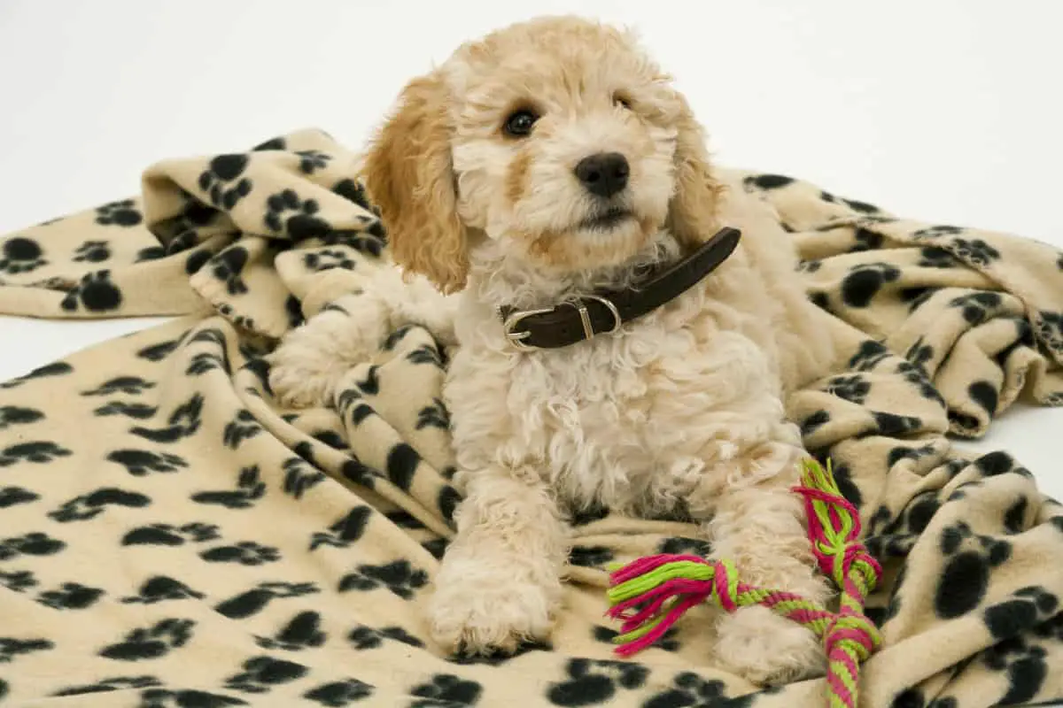 Should A Cockapoo’s Tail Be Docked? Is It Necessary? Poodle Report