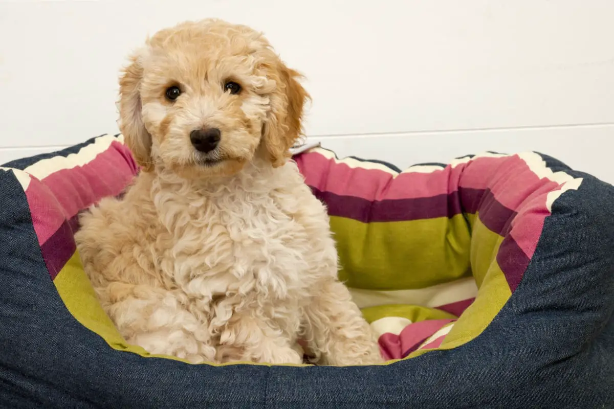 9 Tips To Help Keep Your Cockapoo Smelling Fresh and Clean – Poodle Report