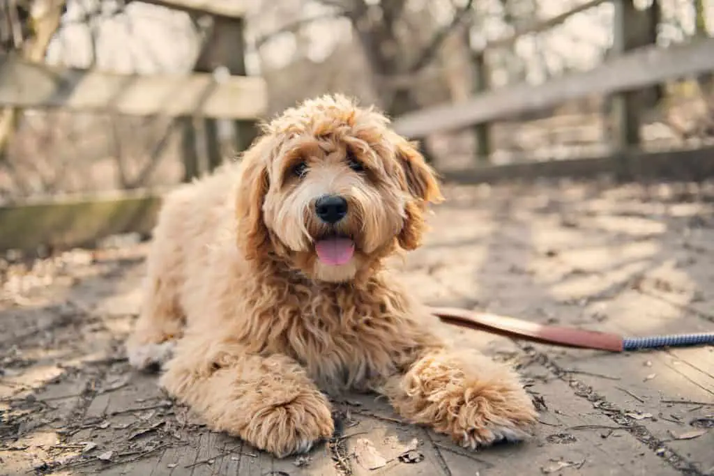 Goldendoodle Hair Types: Attributes, Coat Color, and Care