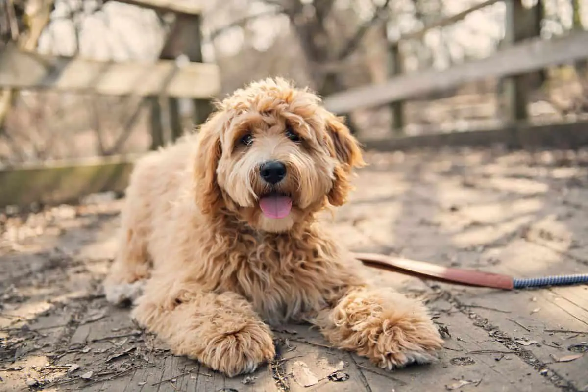 Goldendoodle Hair Types Attributes, Coat Color, and Care Poodle Report