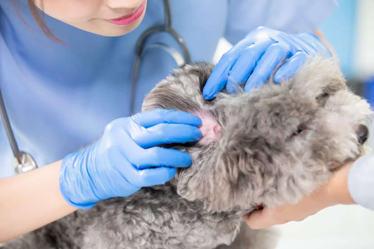 Poodle Ear Hair Removal A Step By Step Guide Poodle Report