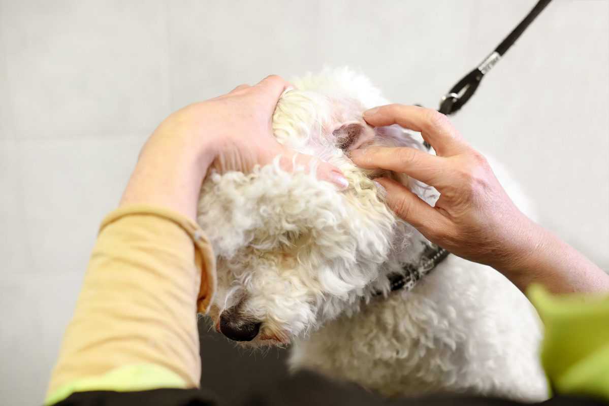Poodle Ear Hair Removal A Step By Step Guide Poodle Report