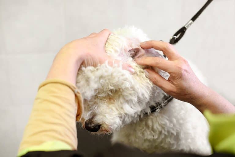 Poodle Ear Hair Removal A Step By Step Guide Poodle Report